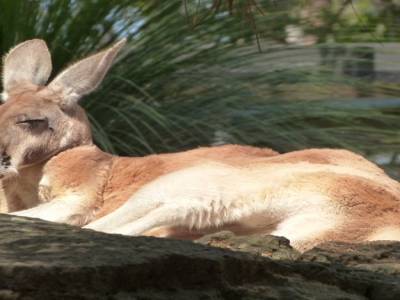 Toranga zoo
