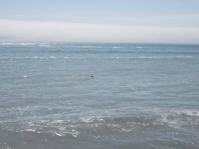 Rencontre avec un lion de mer sauvage à la plage de Miraflores