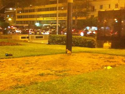 Les chats du parc Kennedy