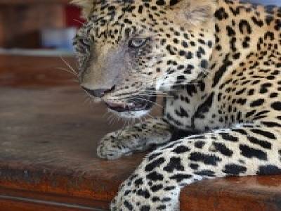 Tigre en liberté