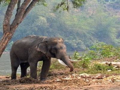Eléphant avec ces défenses