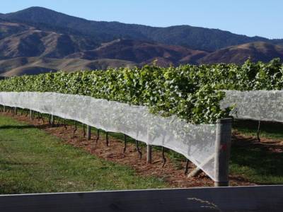 Le vignoble de Blenheim