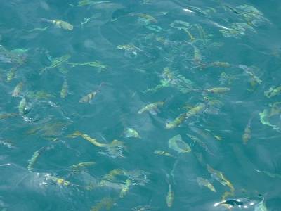 Les poissons