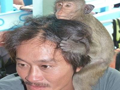 Un singe comme compagnon