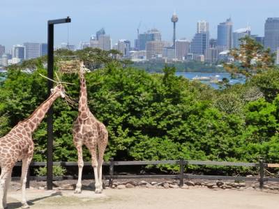 Toranga zoo