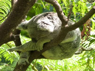 Toranga zoo