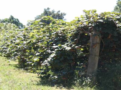 Le pays des kiwis