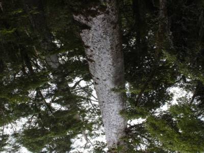 Un Kauri