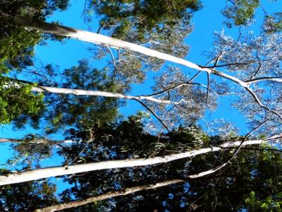 Blue mountains