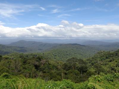 jungle