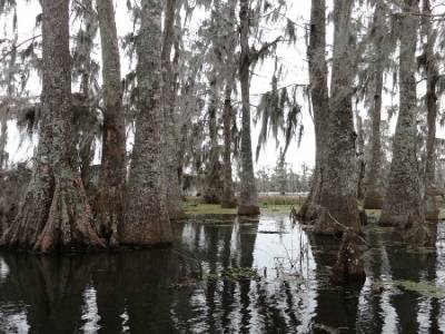 Swamp tour