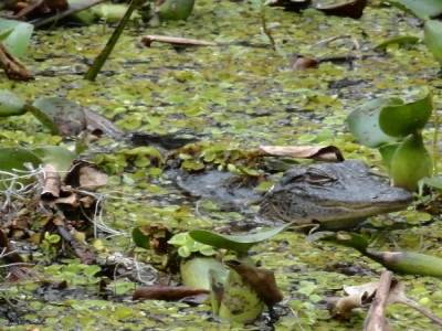 Swamp tour