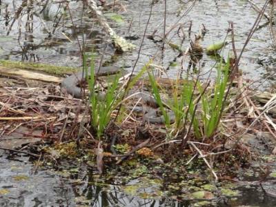 Swamp tour