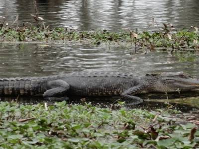 Swamp tour