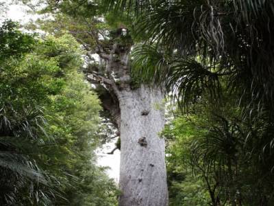 Kauri