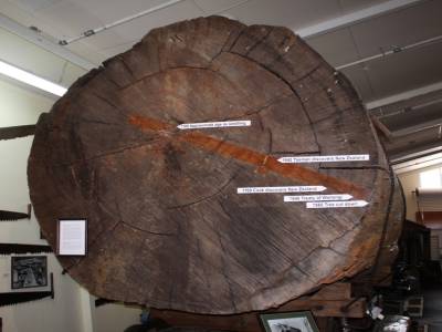 Le kauri à travers l'histoire