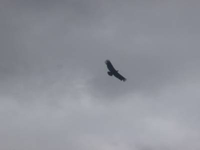 Cruz del Condor, Colca