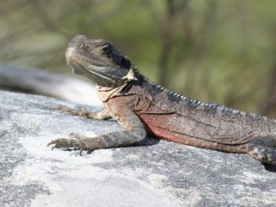 un lézard géant!