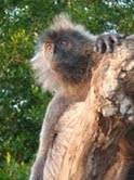 SINGES