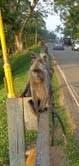 SINGES