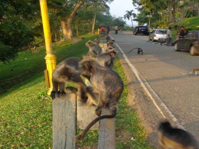 SINGES