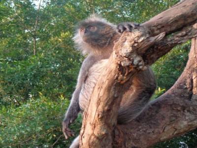 SINGES