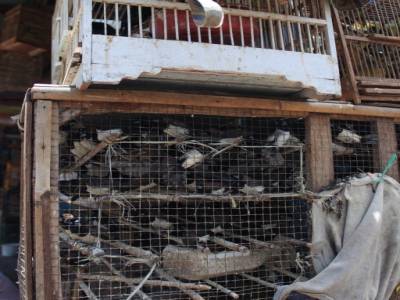 Au marché des oiseaux