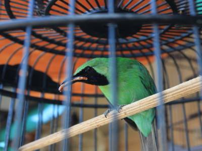 Au marché des oiseaux