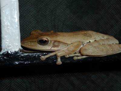 La grenouille squatteuse de barreaux de fenetre