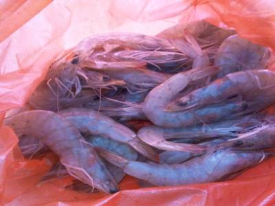 Une livre de gambas
