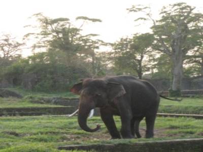 elephant a 5 pattes !