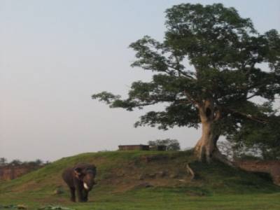 elephant, tout court..