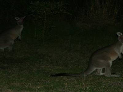 mission nocturne Kangourous