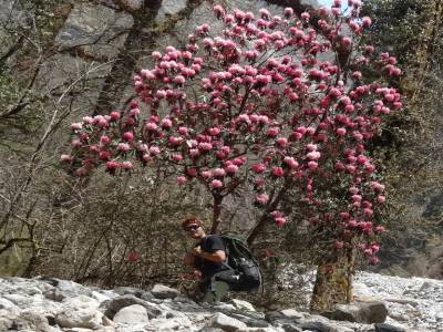 saison des rhododendrons en fleurs