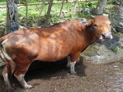 Tirtaganga