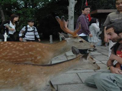 Nara