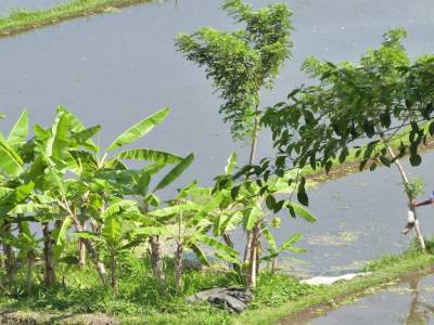 Tirtaganga