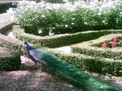 Warwick Castle