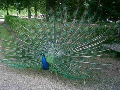 Warwick Castle