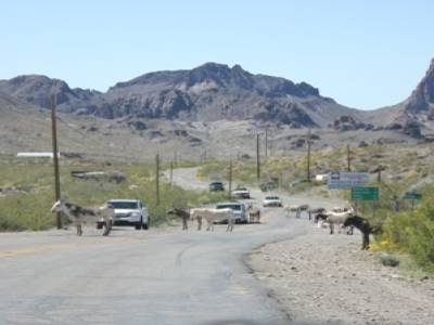 Oatman: ancienne ville minière