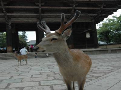 Nara