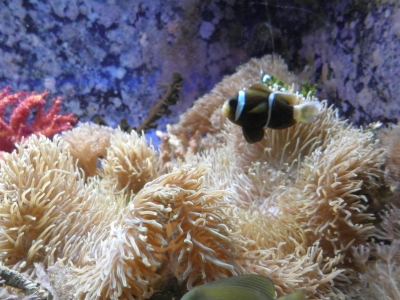 Nemo!