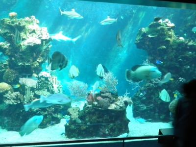 aquarium des lagons