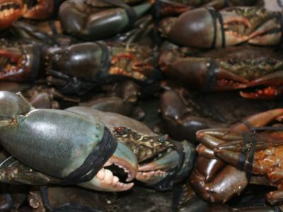 invasion de crabes