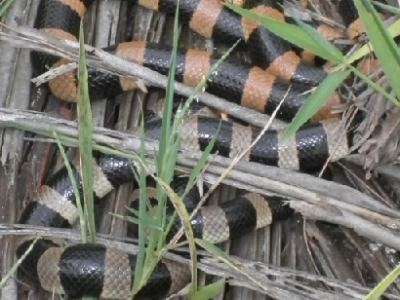 tricots rayés : l'invasion