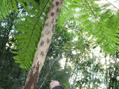 la fougère arborescente