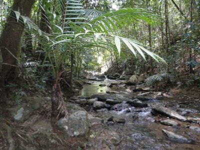 un ruisseau au milieu de la jungle