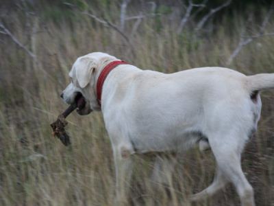 le chien nous a trouvé une patte de "kloug"