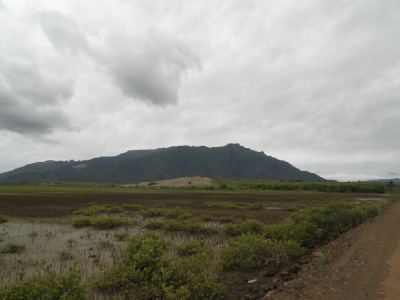 la mangrove