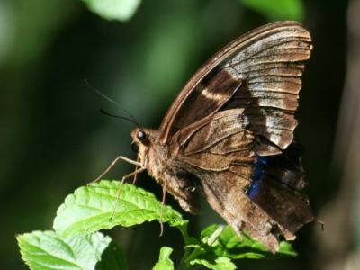 beau papillon, impossible de le prendre ouvert avec ses ailes bleues
